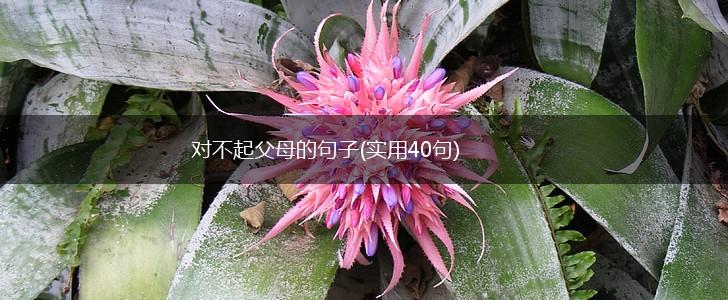 对不起父母的句子(实用40句),第1张