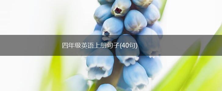 四年级英语上册句子(40句),第1张