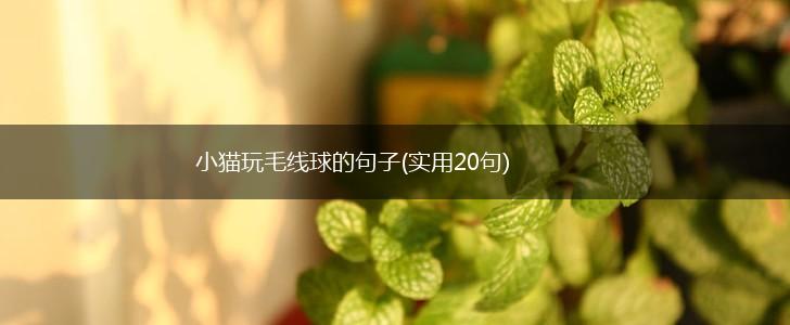 小猫玩毛线球的句子(实用20句),第1张