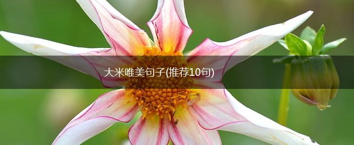 大米唯美句子(推荐10句),第1张