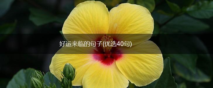 好运来临的句子(优选40句),第1张
