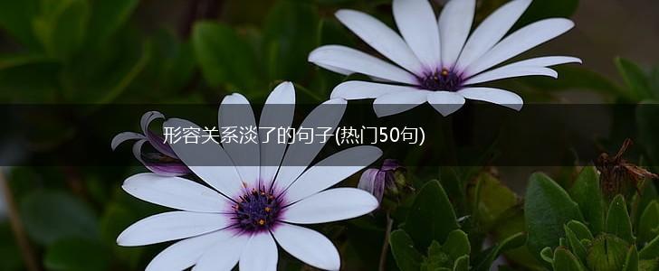 形容关系淡了的句子(热门50句),第1张