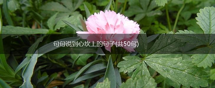 句句说到心坎上的句子(共50句),第1张