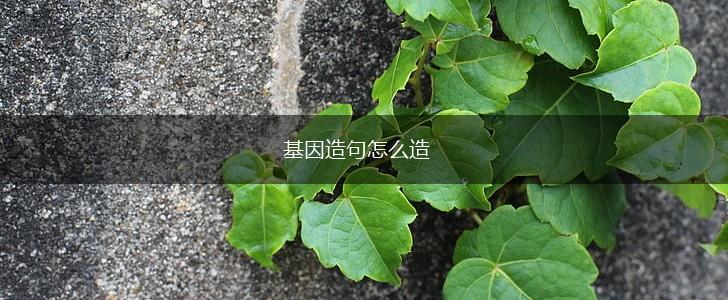 基因造句怎么造,第1张