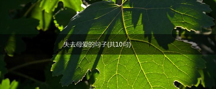 失去母爱的句子(共10句),第1张