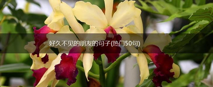 好久不见的朋友的句子(热门50句),第1张