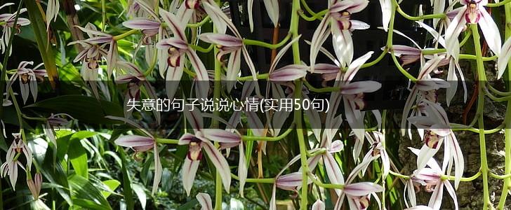 失意的句子说说心情(实用50句),第1张