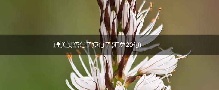 唯美英语句子短句子(汇总20句),第1张
