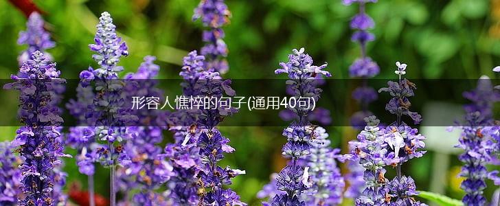 形容人憔悴的句子(通用40句),第1张