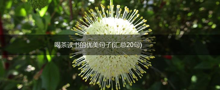 喝茶读书的优美句子(汇总20句),第1张