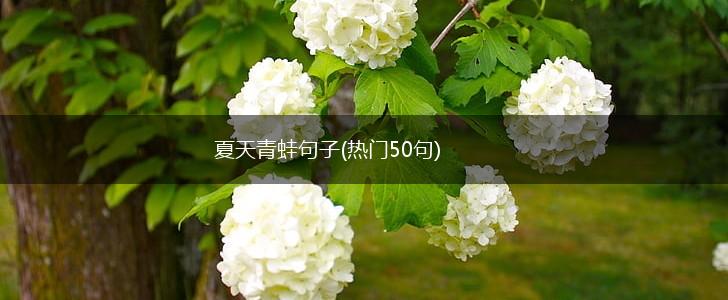 夏天青蛙句子(热门50句),第1张