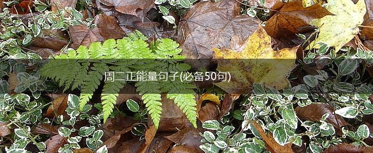 周二正能量句子(必备50句),第1张