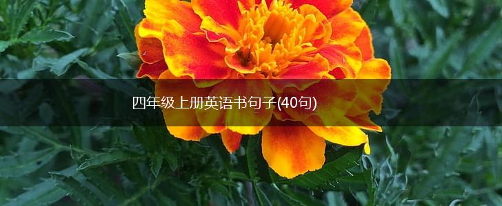 四年级上册英语书句子(40句),第1张