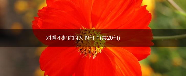 对看不起你的人的句子(共20句),第1张