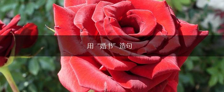 用“婚书”造句,第1张