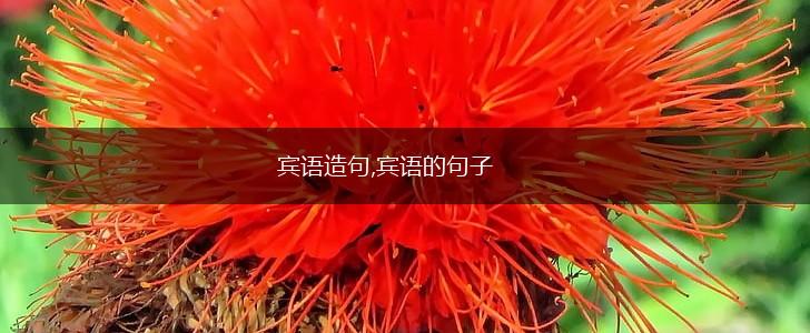 宾语造句,宾语的句子,第1张