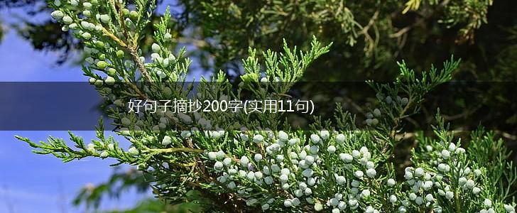 好句子摘抄200字(实用11句),第1张