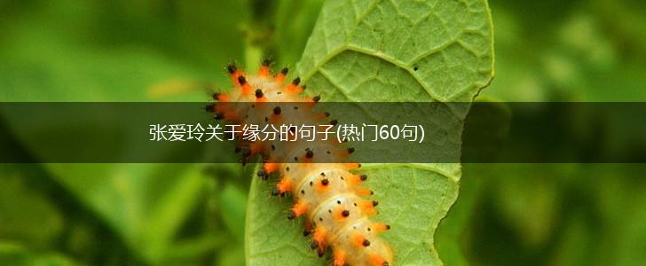 张爱玲关于缘分的句子(热门60句),第1张