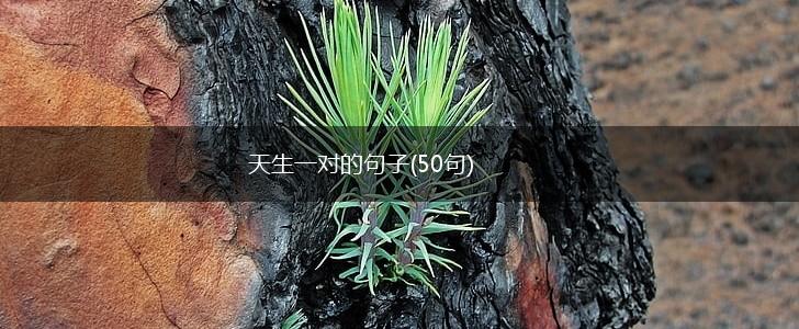 天生一对的句子(50句),第1张