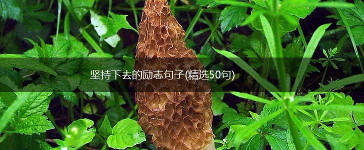 坚持下去的励志句子(精选50句),第1张