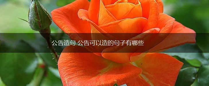 公告造句 公告可以造的句子有哪些,第1张