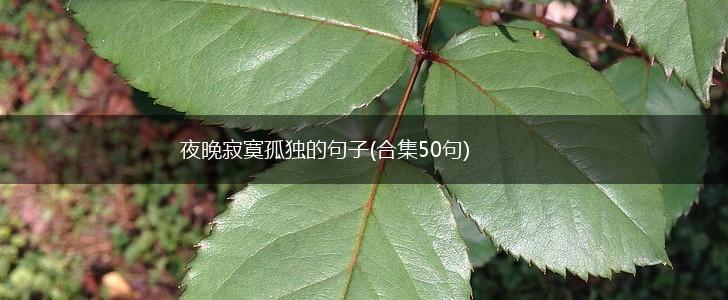 夜晚寂寞孤独的句子(合集50句),第1张