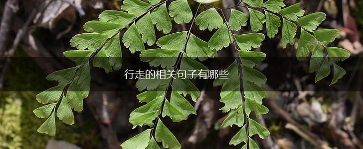 行走的相关句子有哪些,第1张