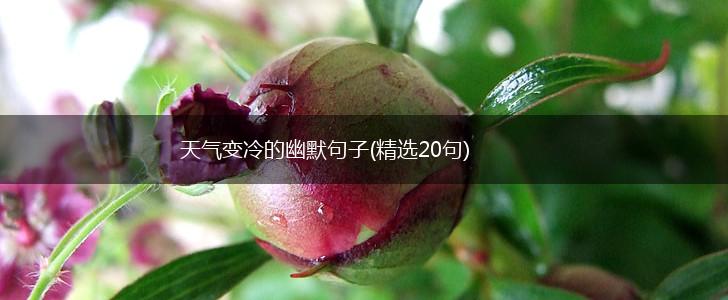 天气变冷的幽默句子(精选20句),第1张