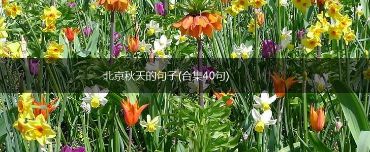 北京秋天的句子(合集40句),第1张