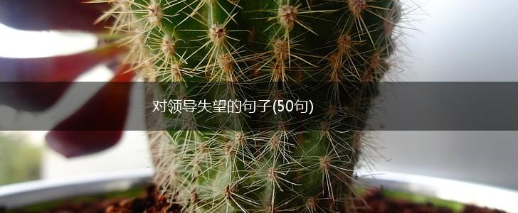 对领导失望的句子(50句),第1张