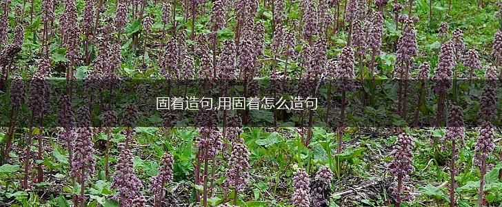 固着造句,用固着怎么造句,第1张