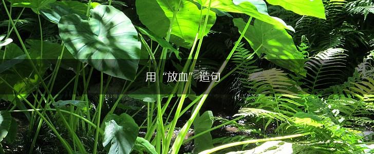 用“放血”造句,第1张
