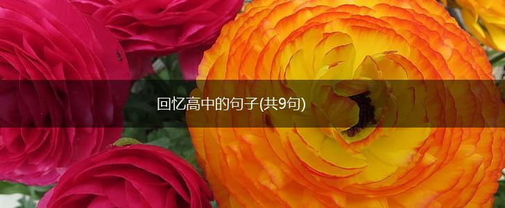 回忆高中的句子(共9句),第1张