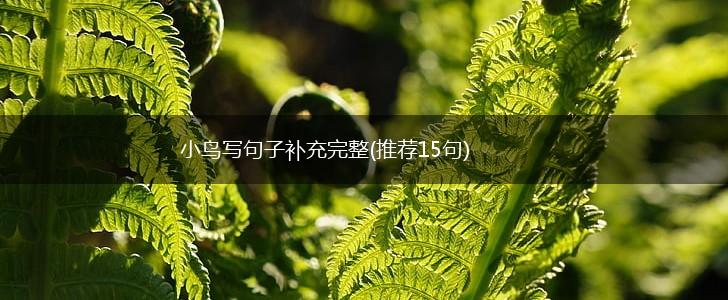 小鸟写句子补充完整(推荐15句),第1张