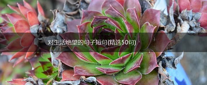 对生活绝望的句子短句(精选50句),第1张
