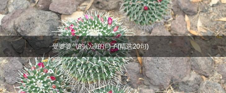 受婆婆气的心凉的句子(精选20句),第1张