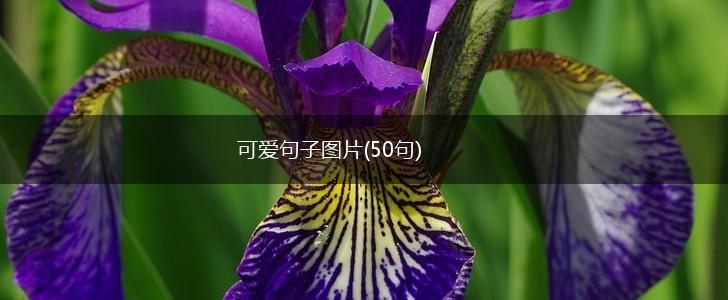 可爱句子图片(50句),第1张