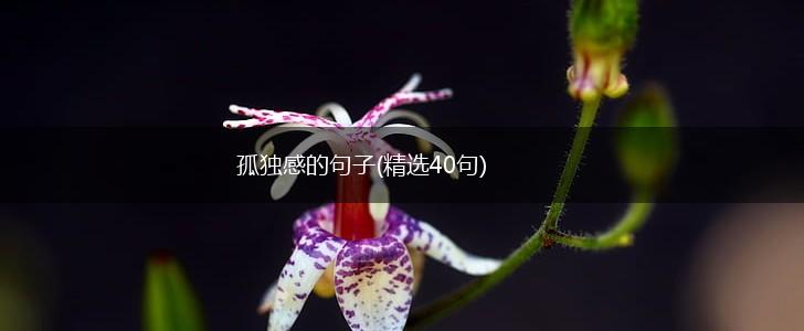 孤独感的句子(精选40句),第1张