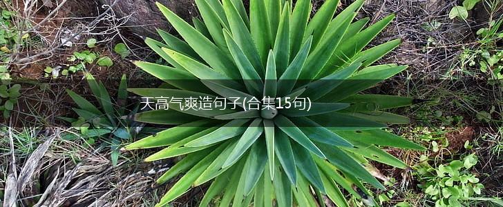 天高气爽造句子(合集15句),第1张