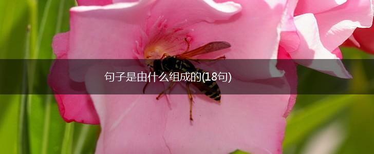 句子是由什么组成的(18句),第1张