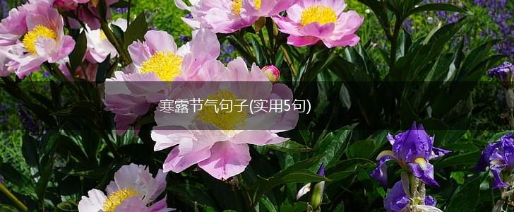 寒露节气句子(实用5句),第1张