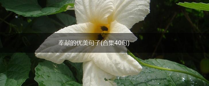 奉献的优美句子(合集40句),第1张