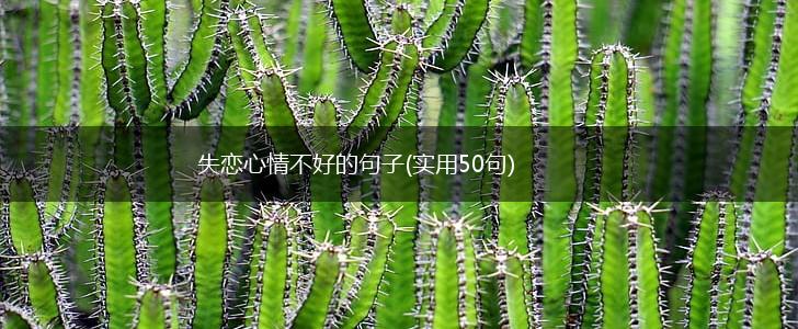 失恋心情不好的句子(实用50句),第1张