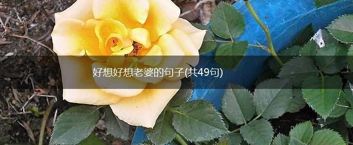 好想好想老婆的句子(共49句),第1张