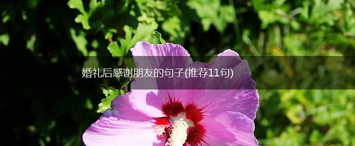 婚礼后感谢朋友的句子(推荐11句),第1张