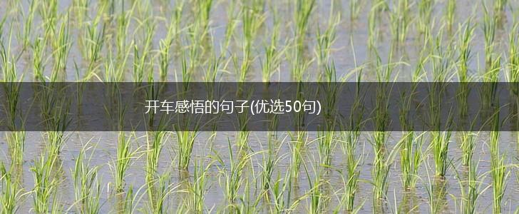 开车感悟的句子(优选50句),第1张