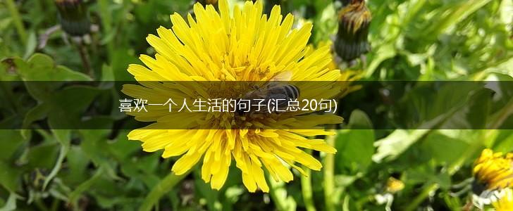 喜欢一个人生活的句子(汇总20句),第1张
