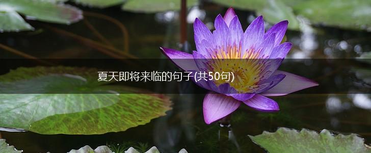 夏天即将来临的句子(共50句),第1张