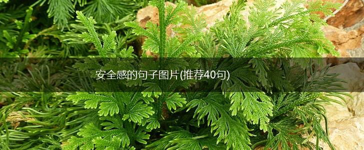 安全感的句子图片(推荐40句),第1张