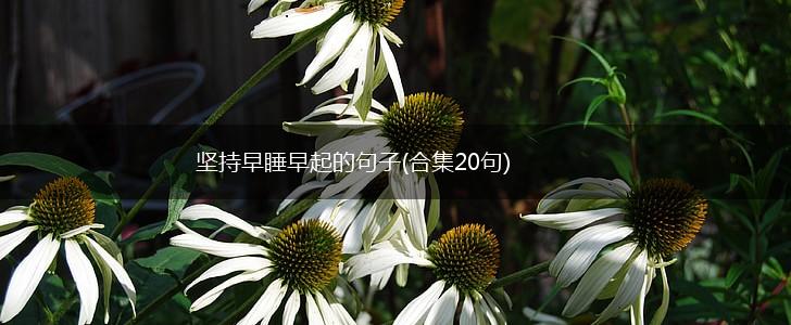 坚持早睡早起的句子(合集20句),第1张